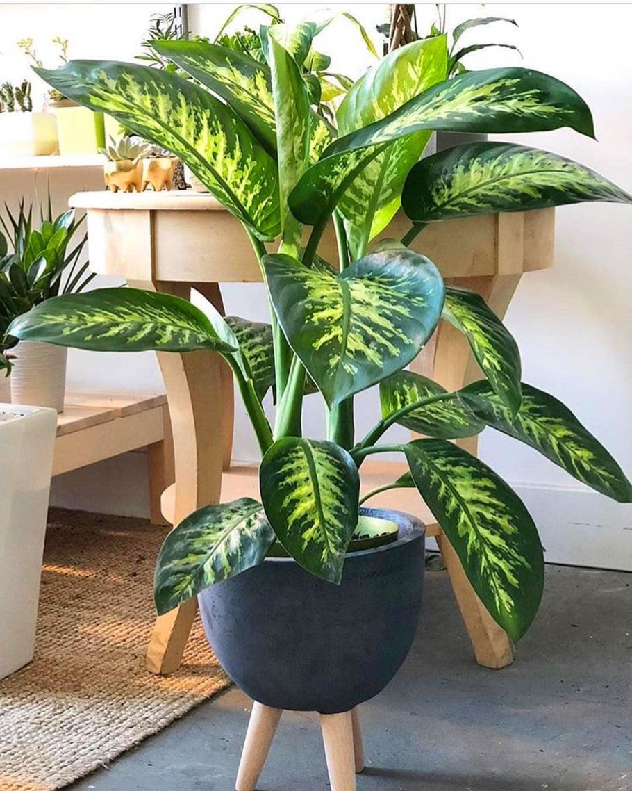 Диффенбахия микс