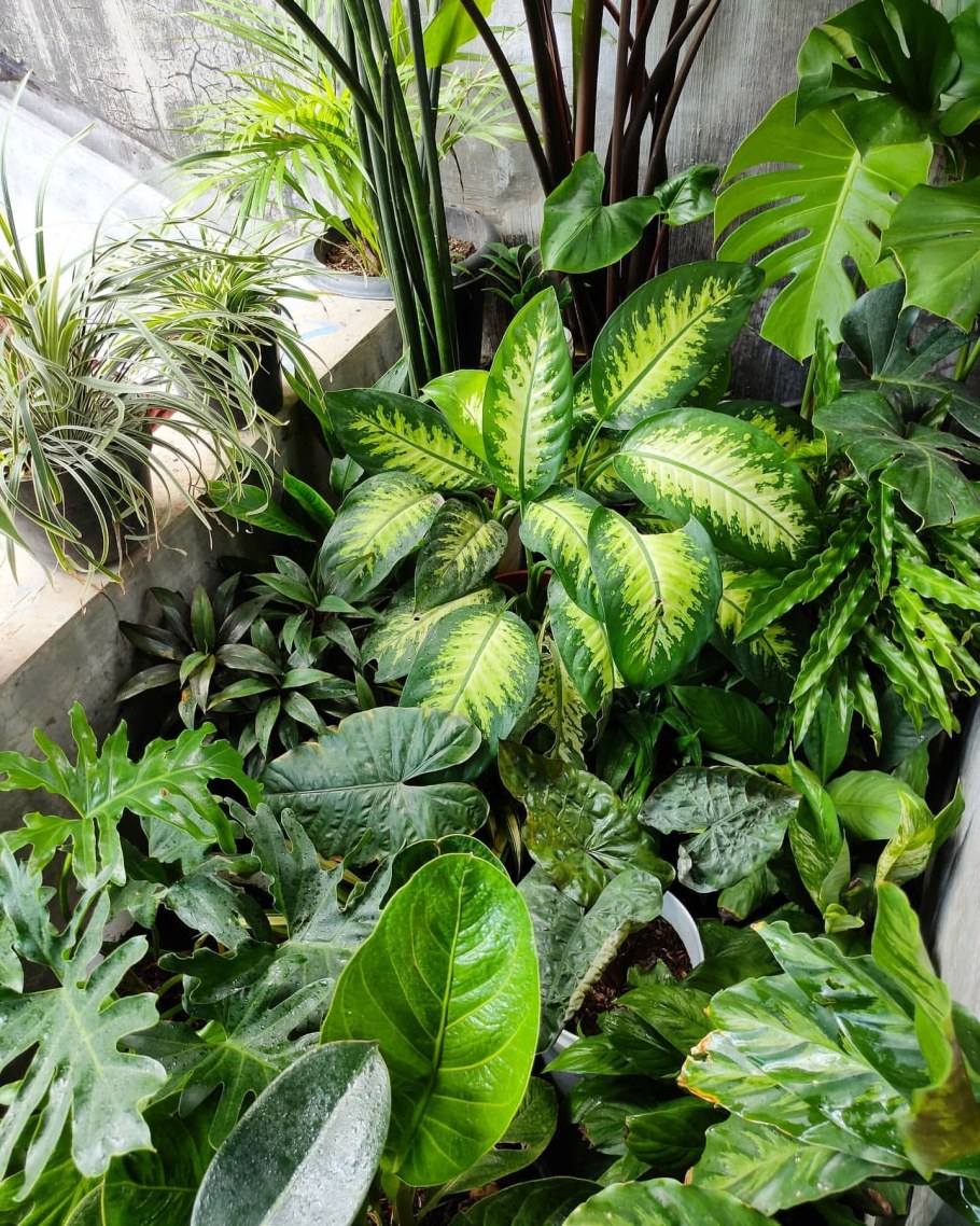 Диффенбахия Тропик Сноу