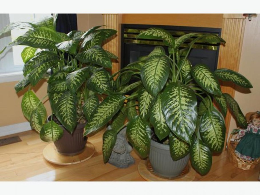 Диффенбахия Тропик снов