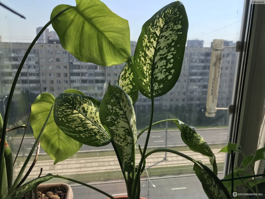 Монстера мужегон