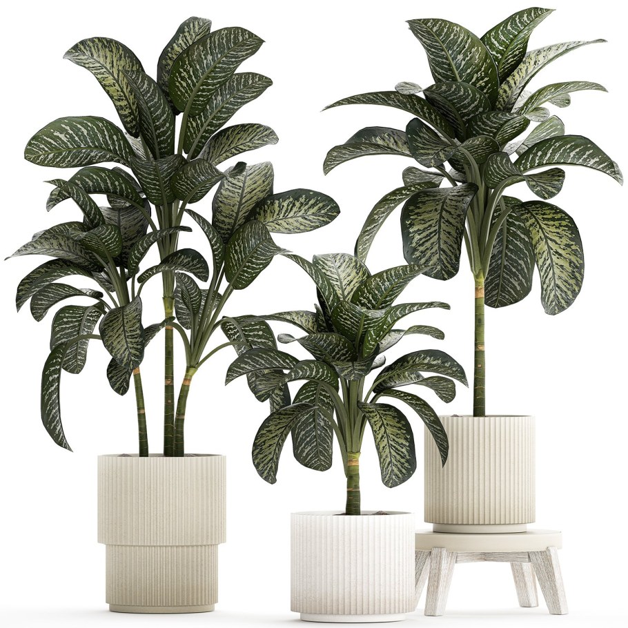 Диффенбахия лист