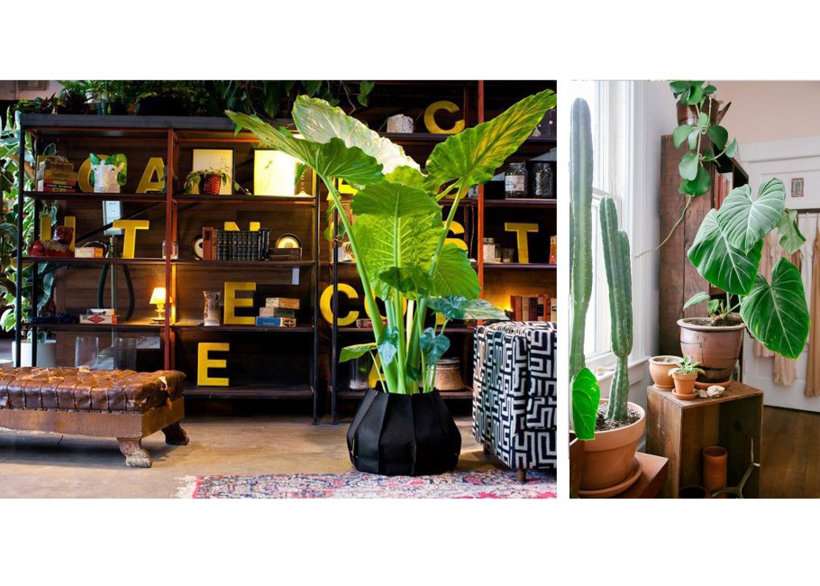 Фитодизайн в интерьере Кротон и другие растения