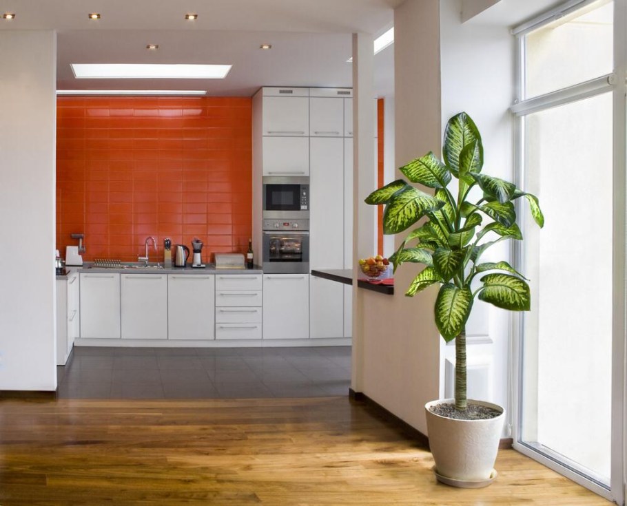 Диффенбахия в интерьере квартиры