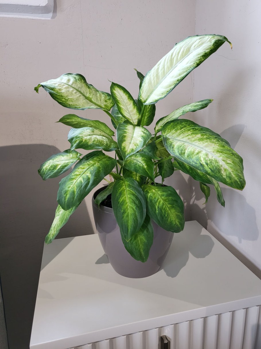 Диффенбахия Эрстеда