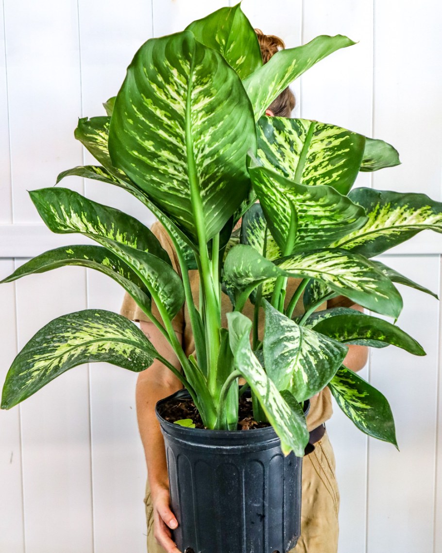 Dieffenbachia Amoena