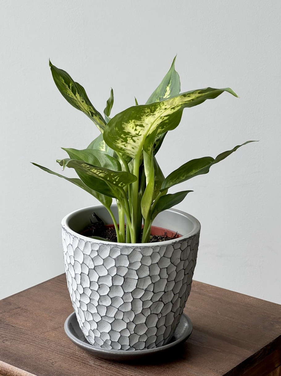 Диффенбахия Рудольф Роерс фото