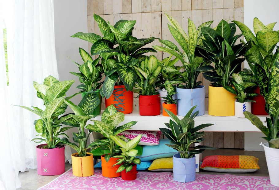 Диффенбахия Ароидные