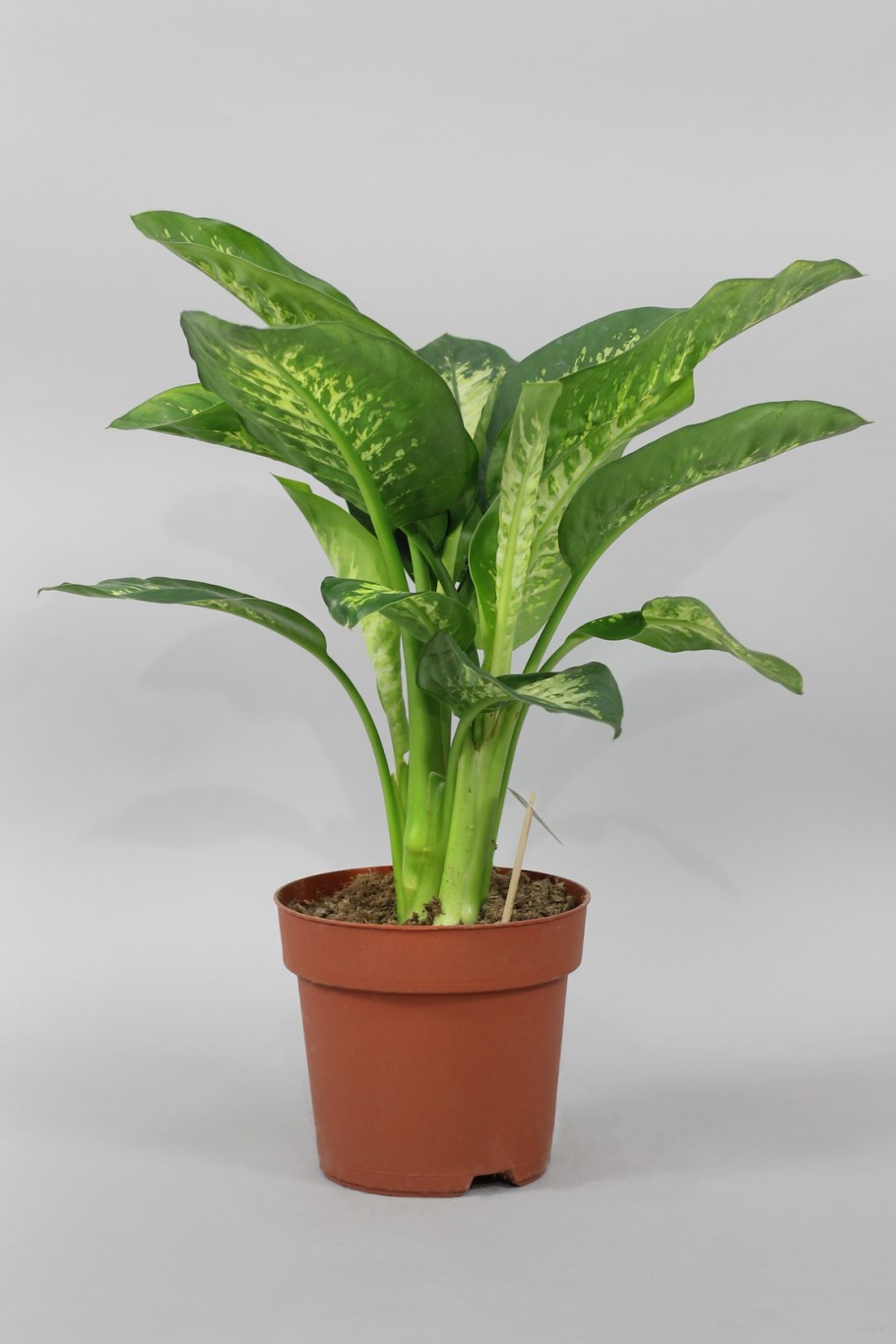 Диффенбахия Грин Мэджик фото