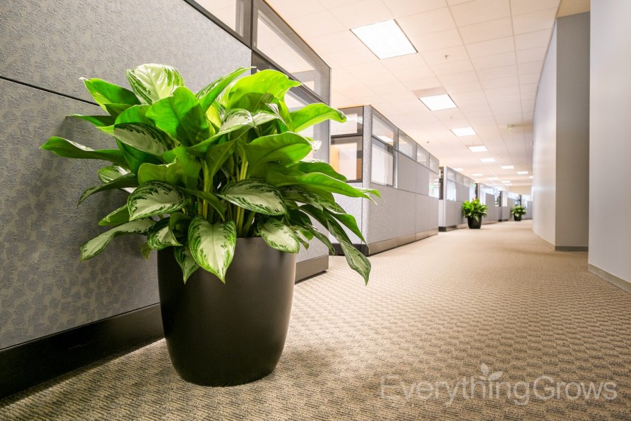 Аглаонема Сильвер Бэй