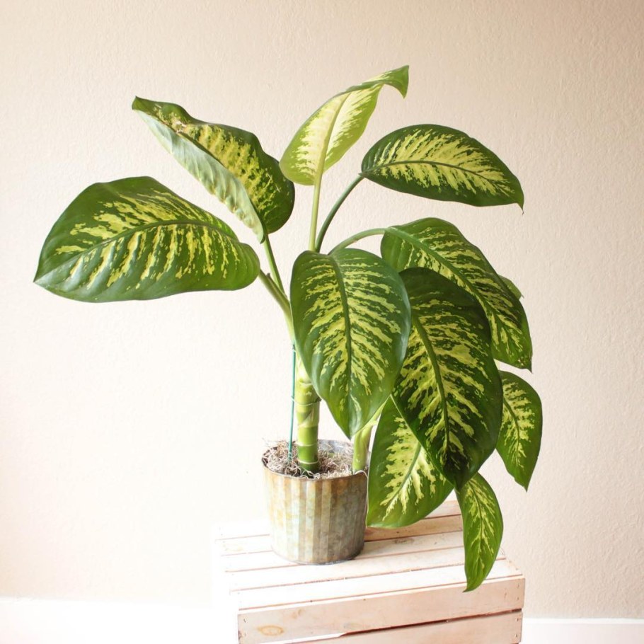 Диффенбахия Вайт Этна