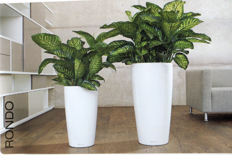 Диффенбахия в кашпо