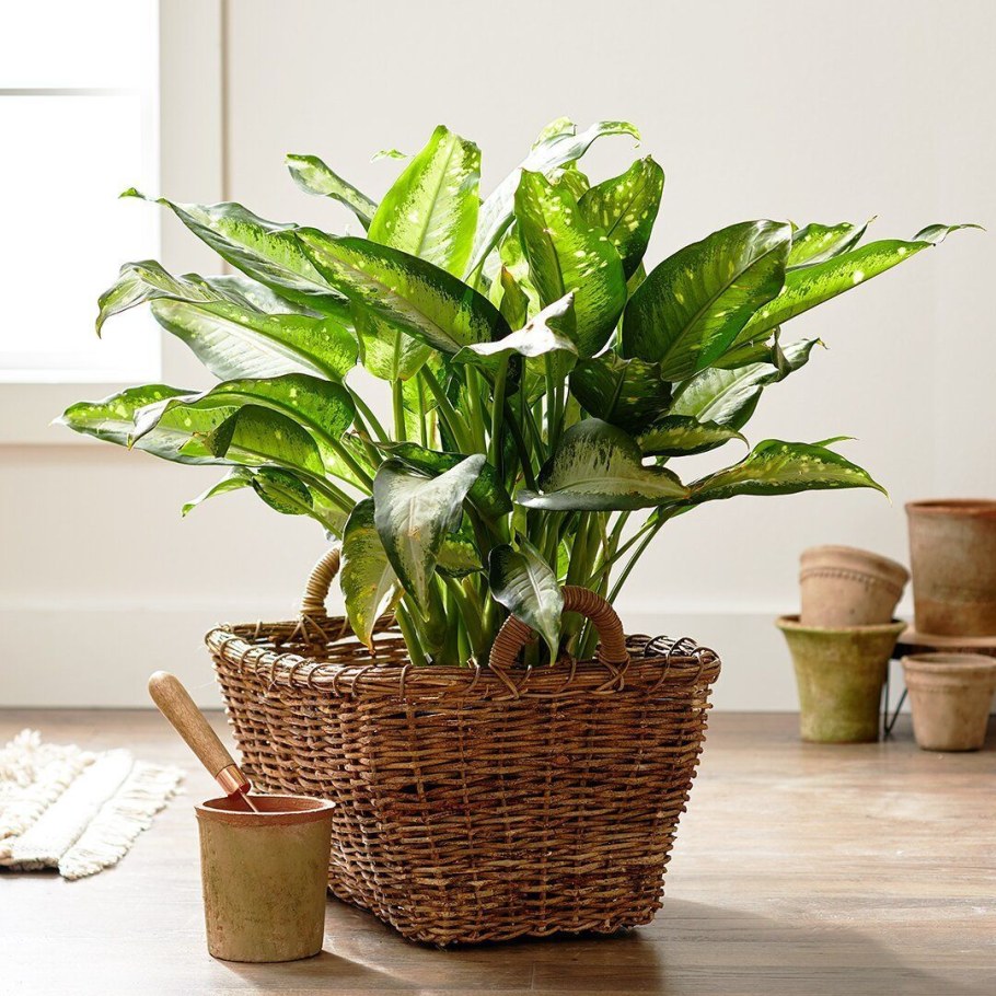 Диффенбахия Пальма