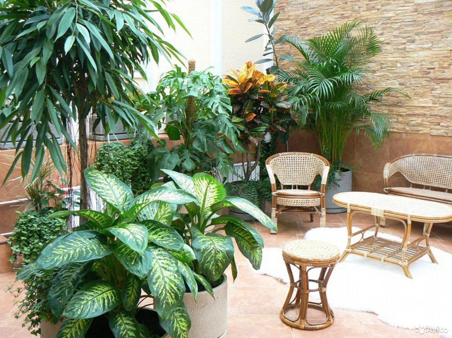 Диффенбахия Пальма