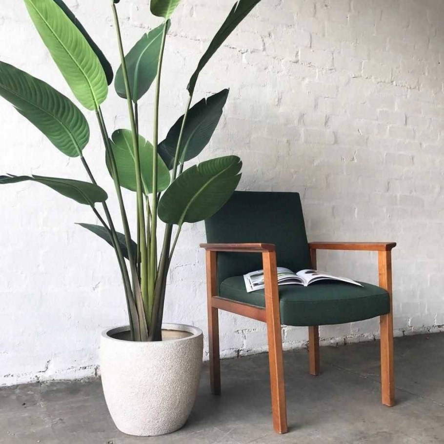 Филодендрон, Птерис, Сансевиерия, Ховея, алоказия.