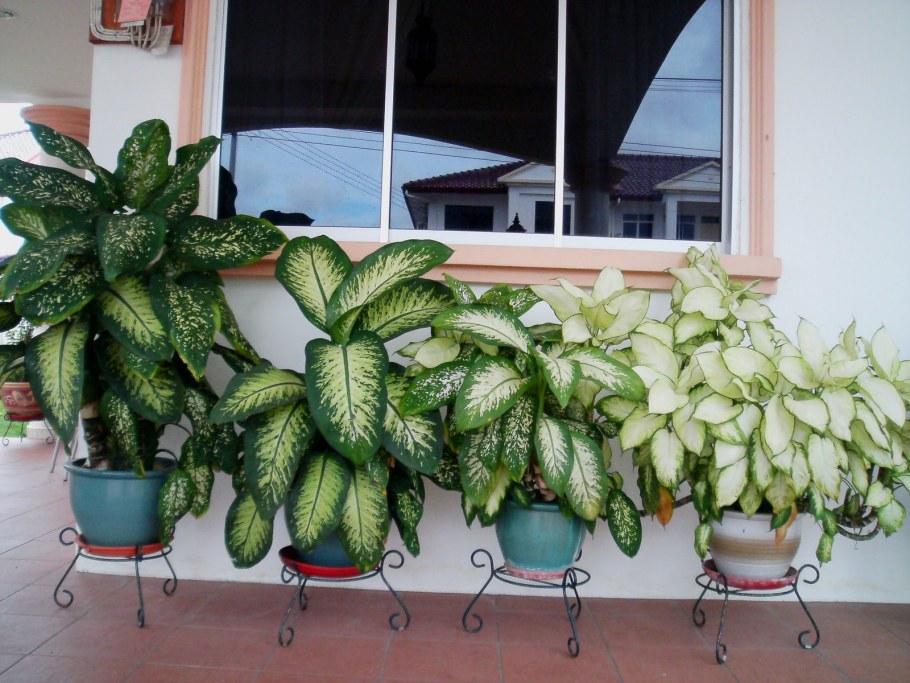 Диффенбахия рефлектор плантс