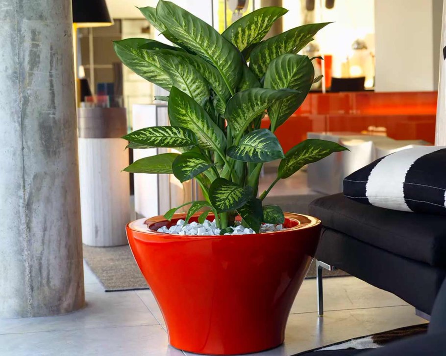 Диффенбахия Ароидные