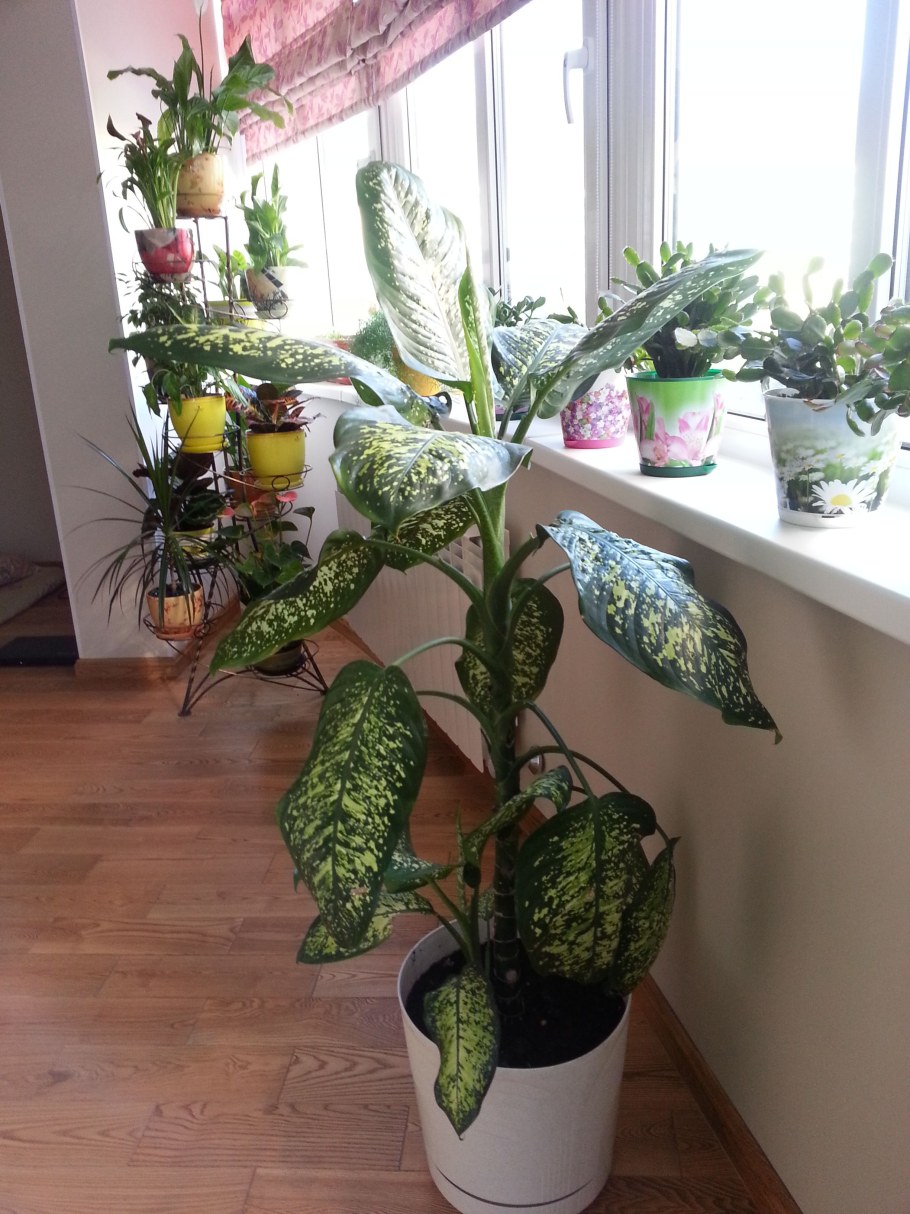 Диффенбахия в квартире