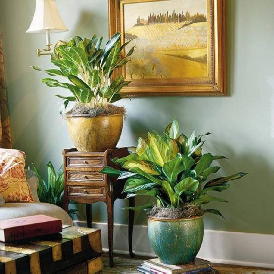 Комнатные цветы в интерьере