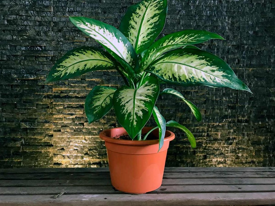 Диффенбахия Тропик Сноу