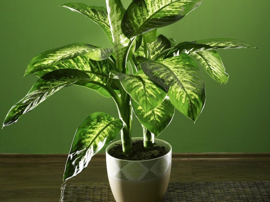 Диффенбахия цветок