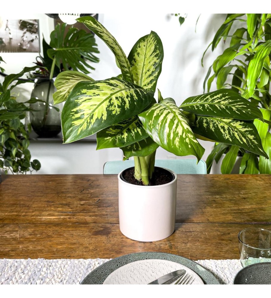 Диффенбахия Грин