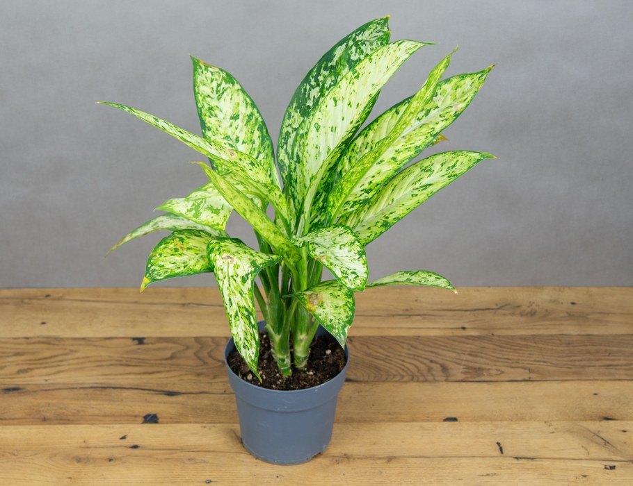 Starbright аглаонема