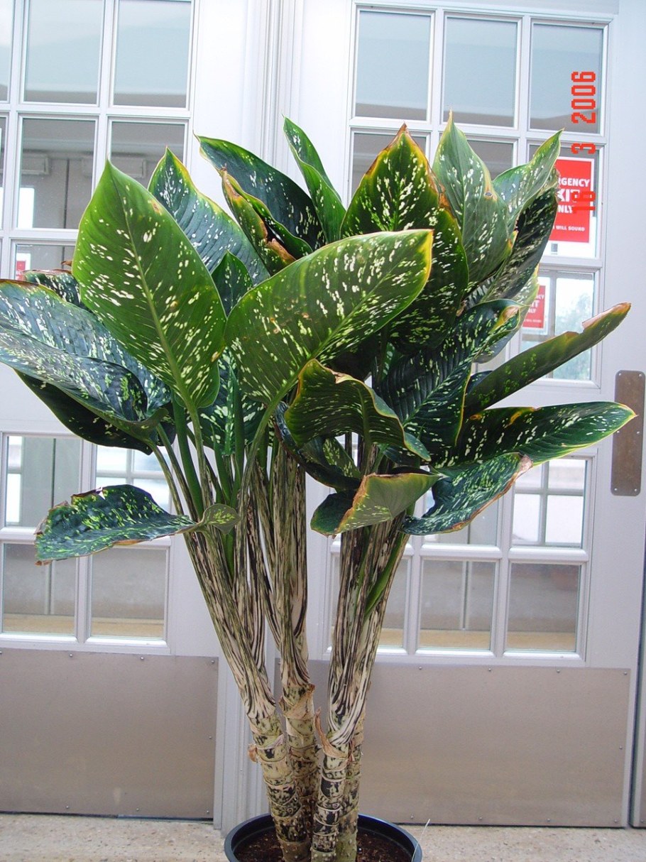 Диффенбахия Сегуина