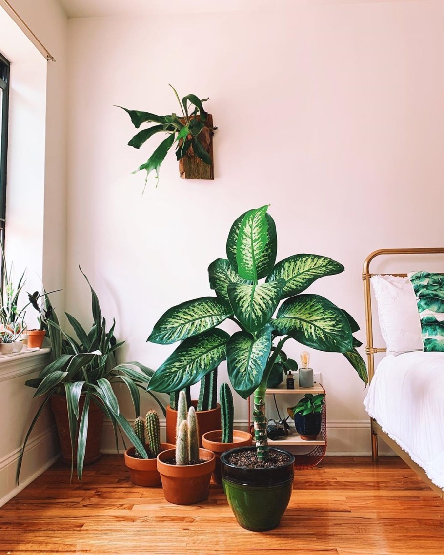 Диффенбахия Баумана