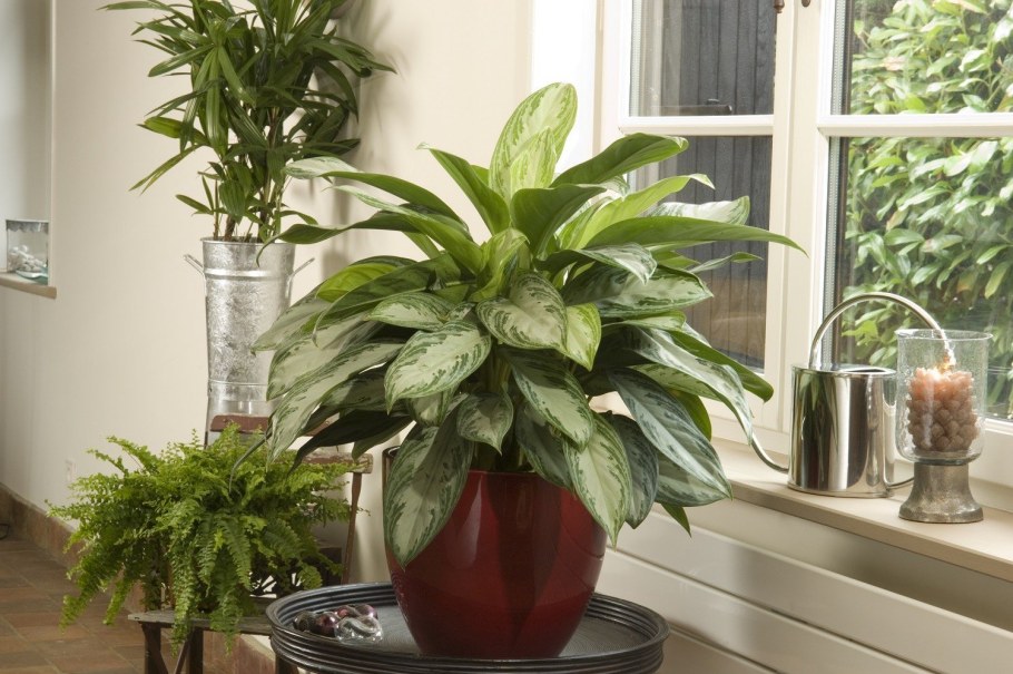 Аглаонема Грин микс