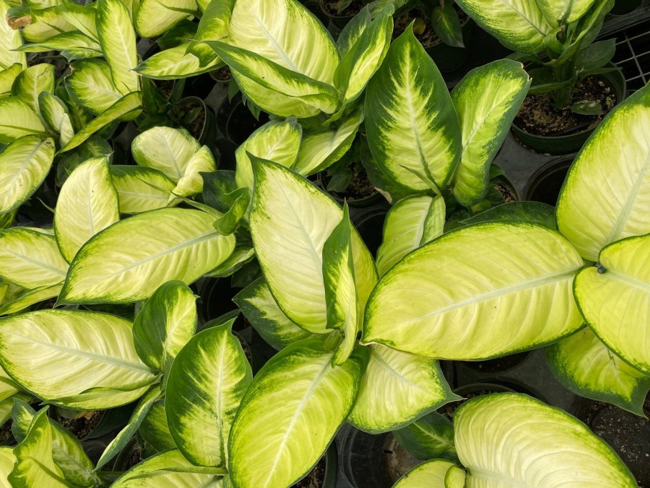 Тенелюбивые комнатные растения