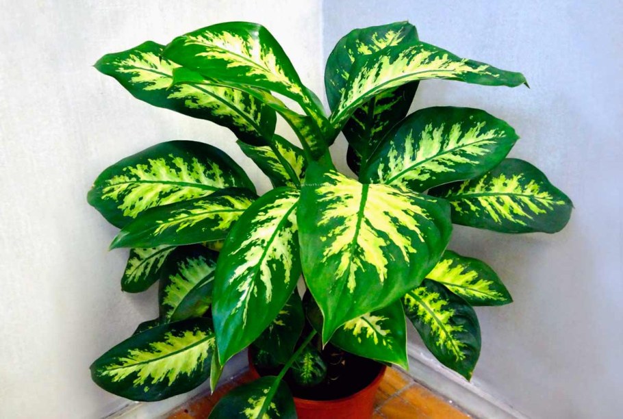 Диффенбахия мужегон