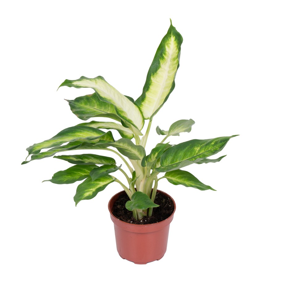 Диффенбахия Камилла высота