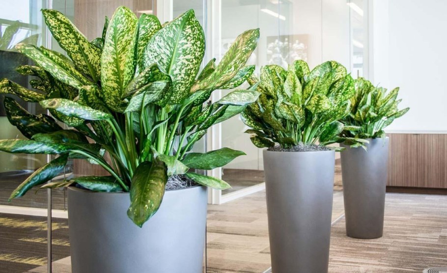 Аглаонема цветок