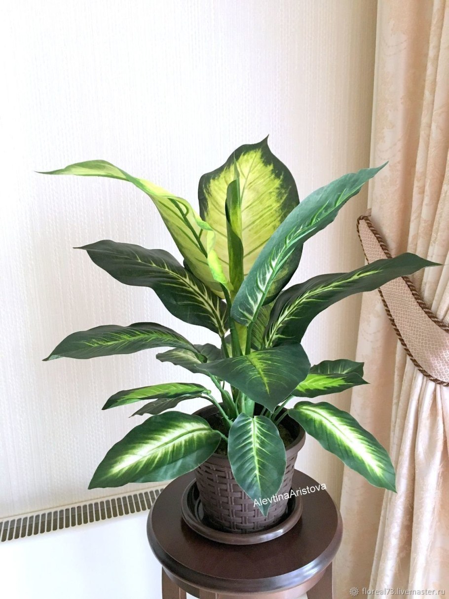 Диффенбахия в интерьере фото