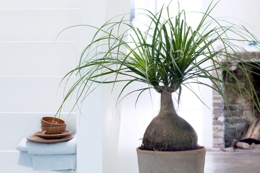 Пальма Нолина Бокарнея