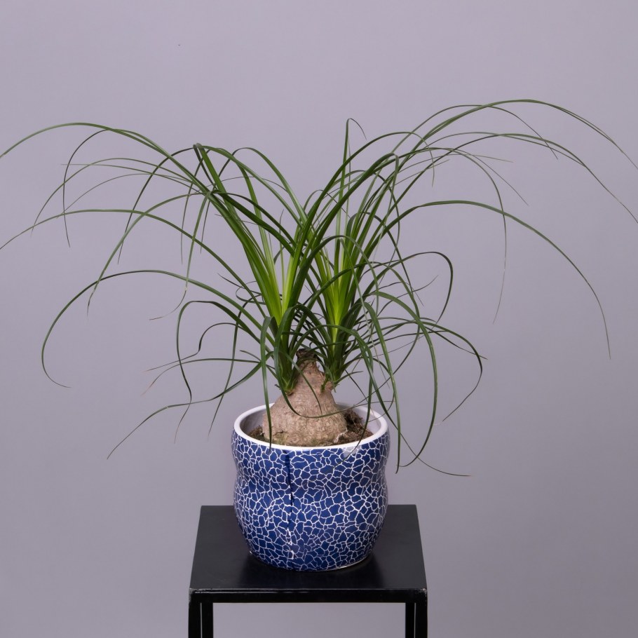 Нолина комнатный цветок