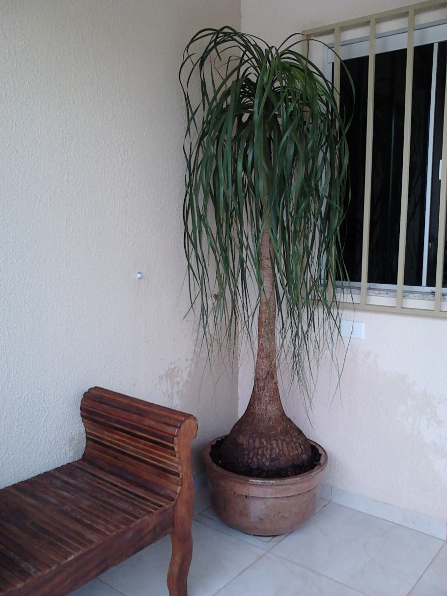 Нолина Бокарнея кудрявая