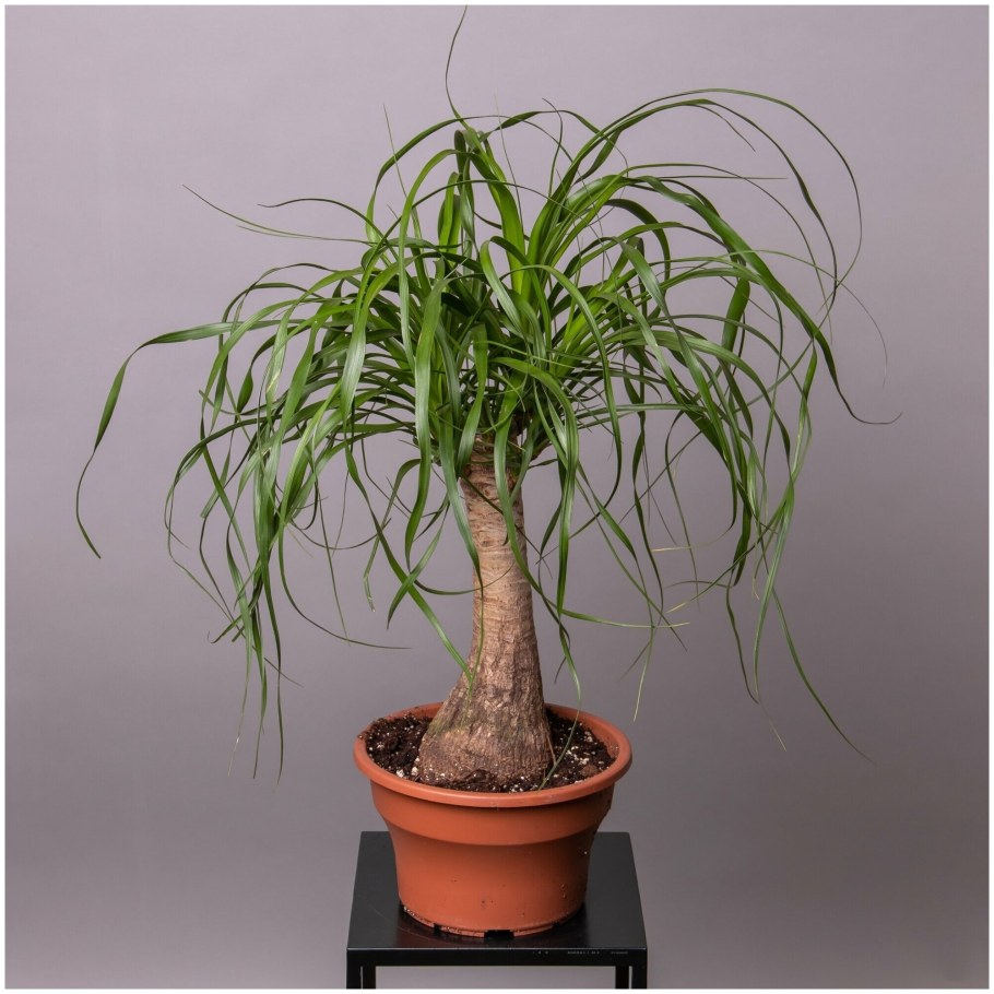 Пальма Нолина