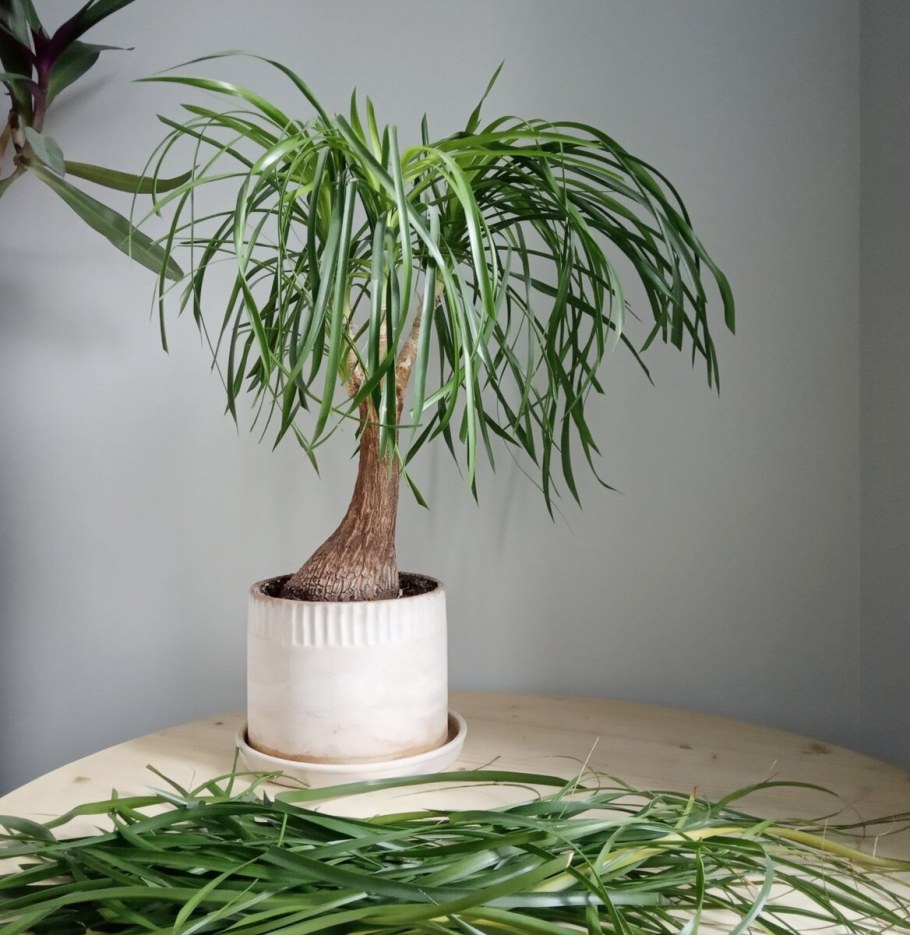 Нолина длиннолистная