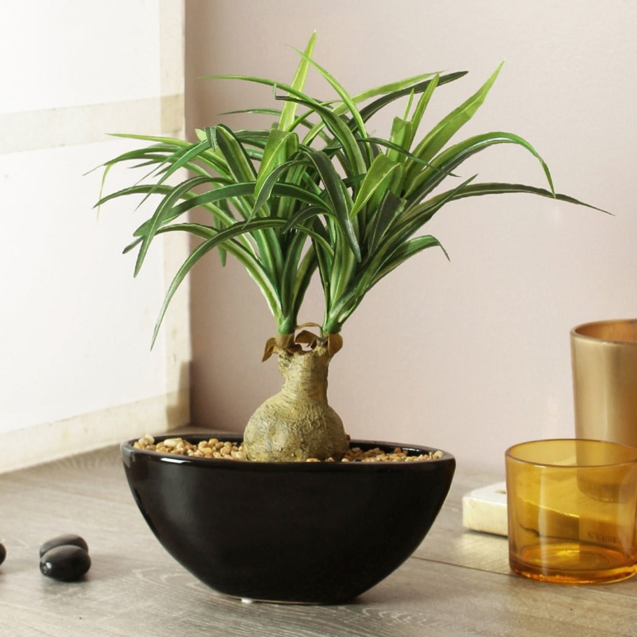 Бонсай Нолина