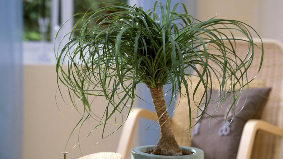 Нолина Бокарнея Рекурвата