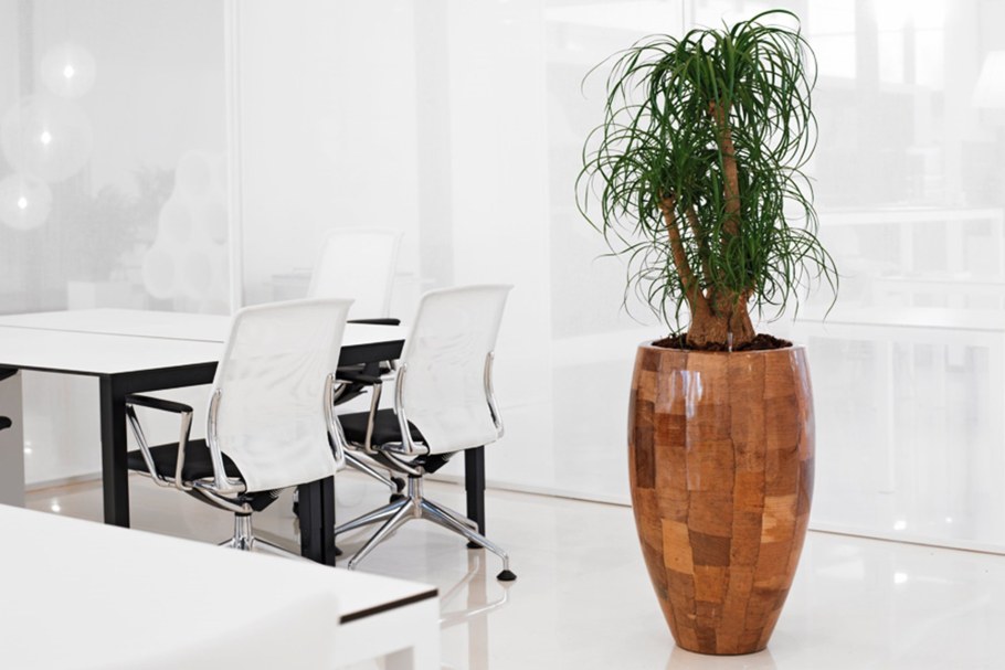 Нолина в кашпо