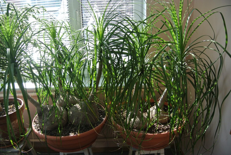 Цветок Нолина Бокарнея