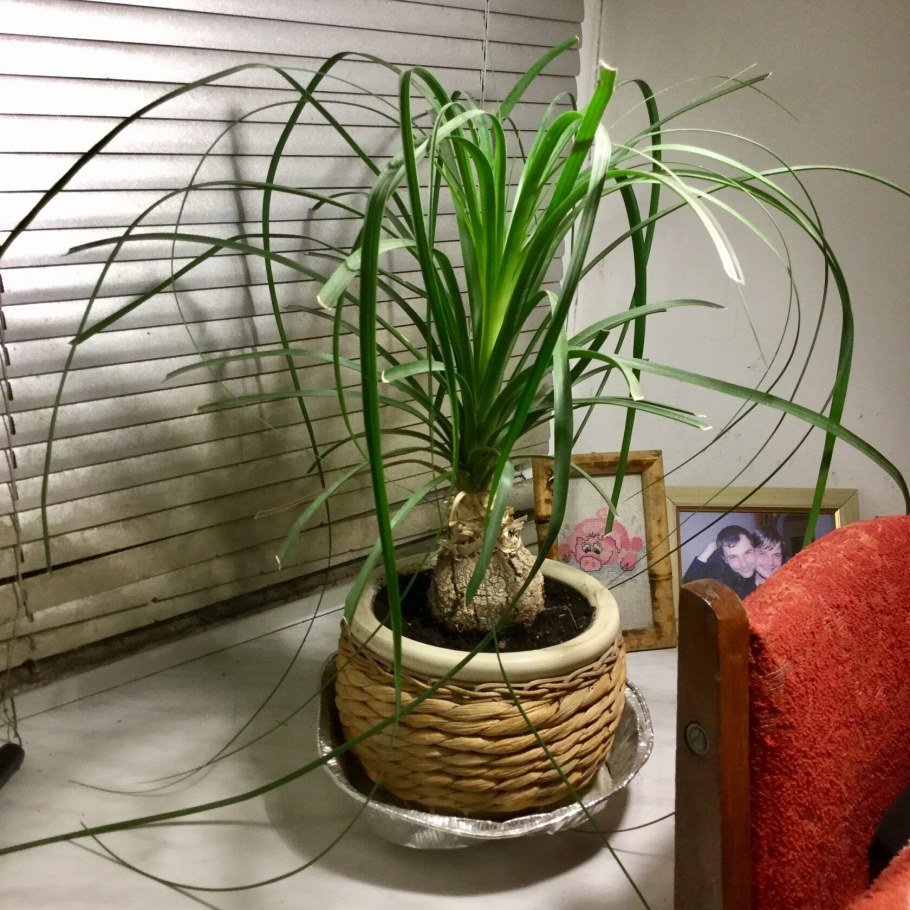 Нолина бревифлора