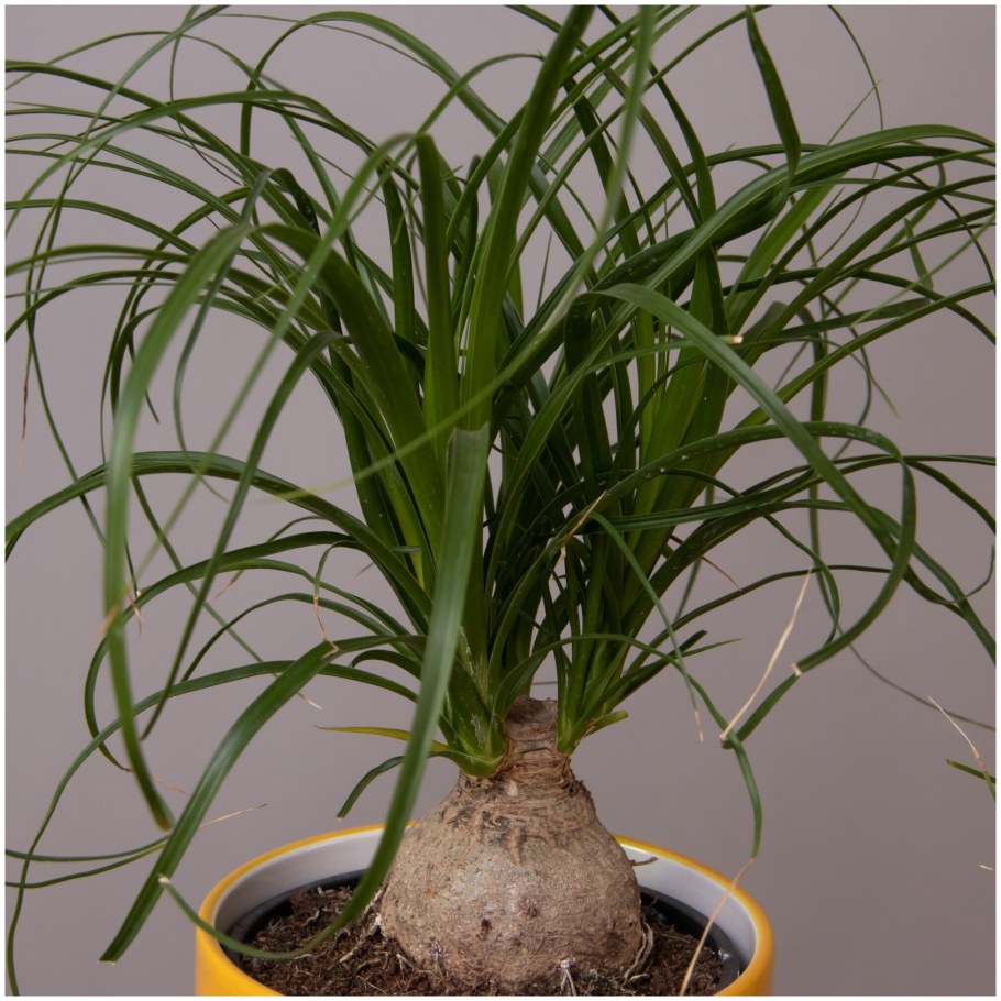 Нолина копстек