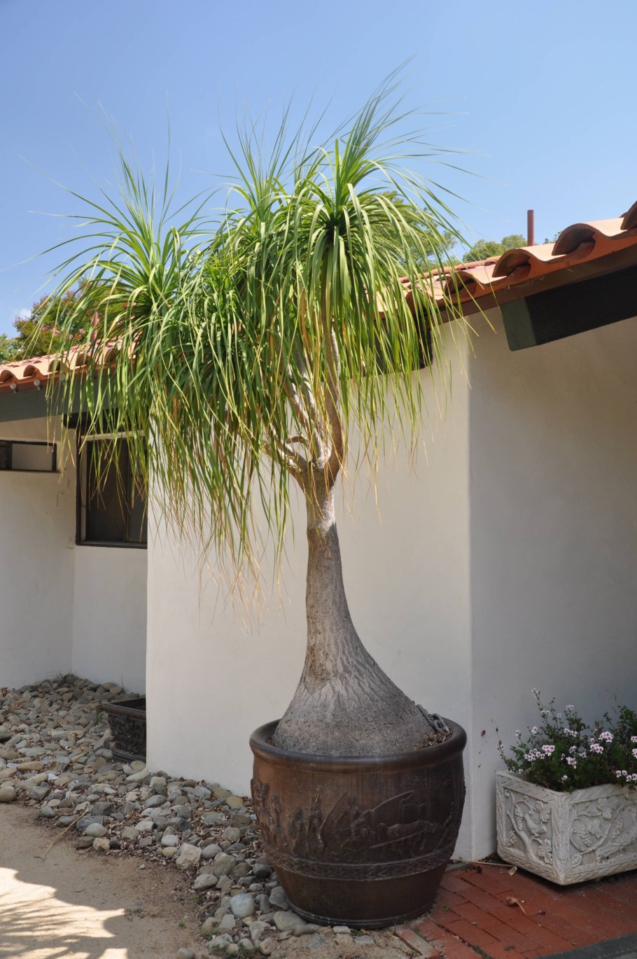 Бокарнея кудрявая