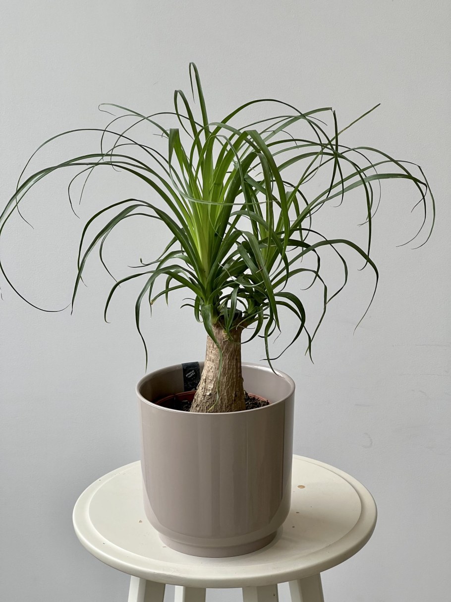 Нолина в горшке