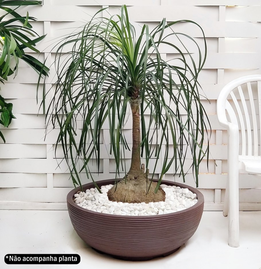 Пальма Нолина Бокарнея