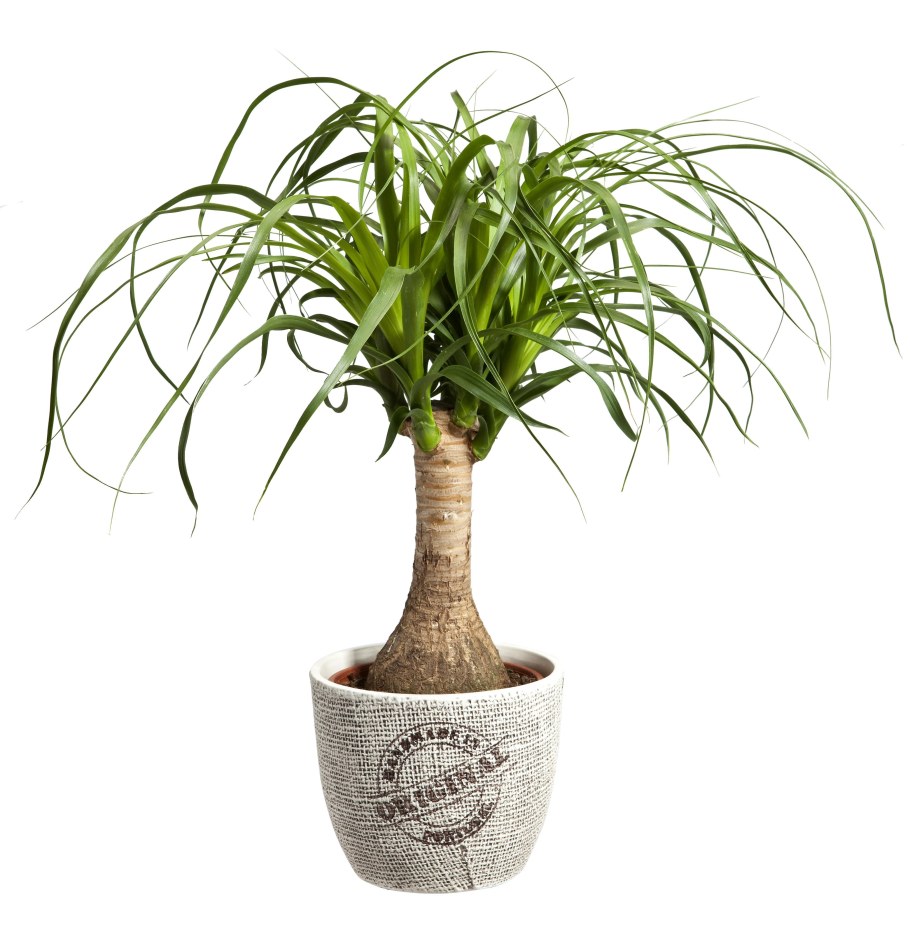 Цветок Нолина Бокарнея