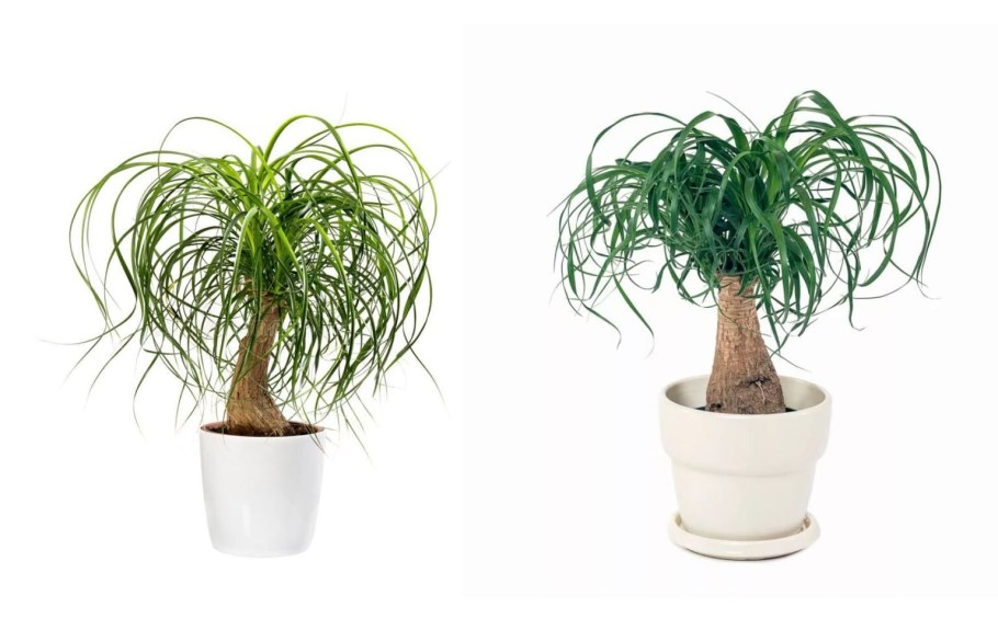 Нолина Бокарнея Рекурвата